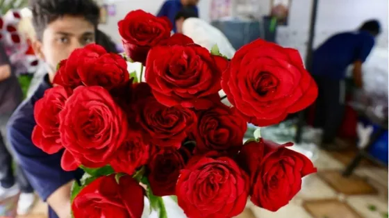 «Vuoi una rosa?»: viaggio nel racket dei venditori, sfruttati e stipati in case-pollai