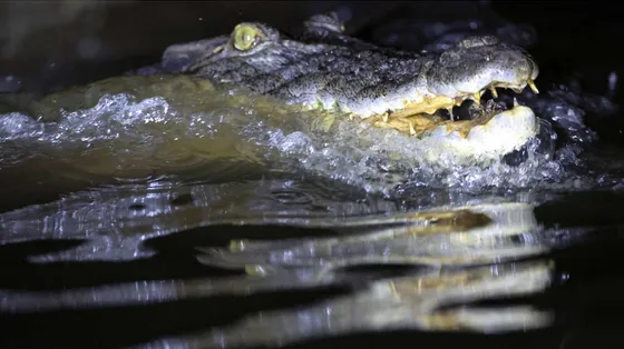 Il muso grigiastro di un coccodrillo, con la bocca semiaperta tra schizzi d'acqua