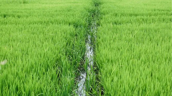 «Serve più acqua, salviamo i raccolti»: l'appello dei Comuni per le risaie