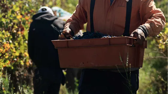 Vino e olio sono nei guai: la produzione abbonda, le vendite no