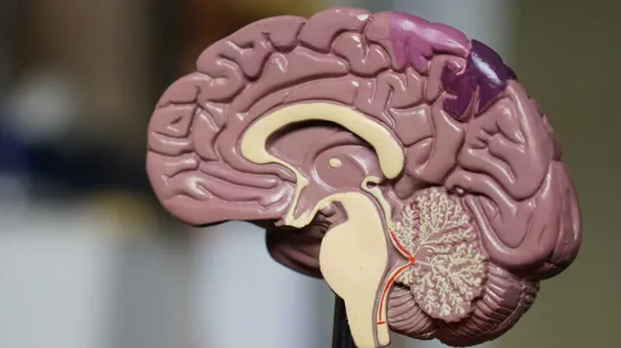 Alzheimer in crescita, ricerca italiana all'avanguardia