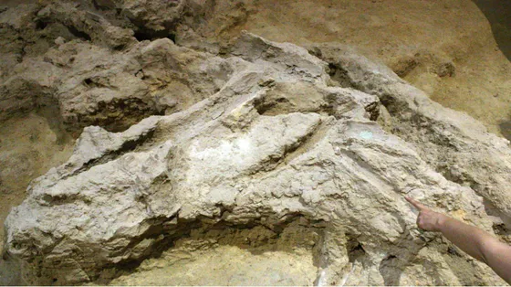 I Neanderthal, falegnami della Preistoria: nuove scoperte in Catalogna