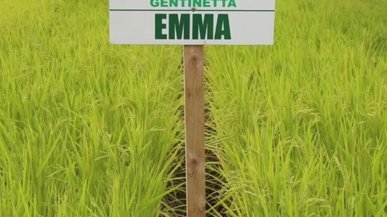 A Milano è nato “Emma”: il riso Basmati made in Italy