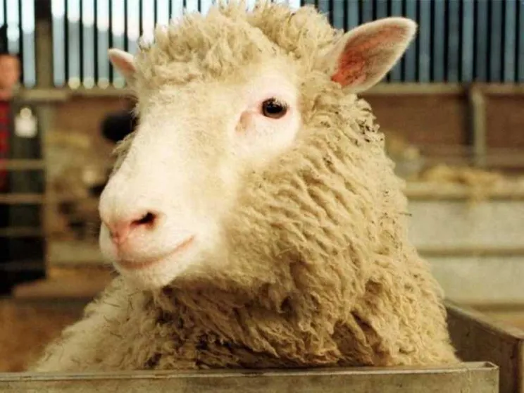 L’eredità di Dolly: la clonazione non serve