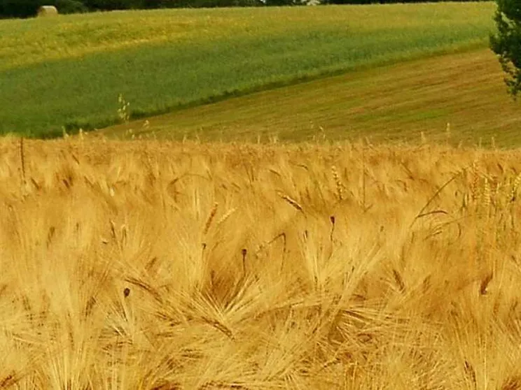 Guerra del grano non è in gioco solo il prezzo