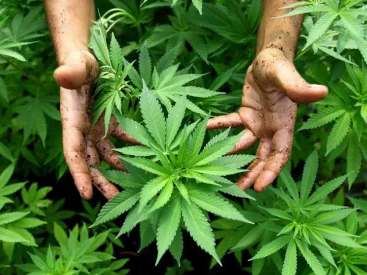 Ddl cannabis all'esame della Camera