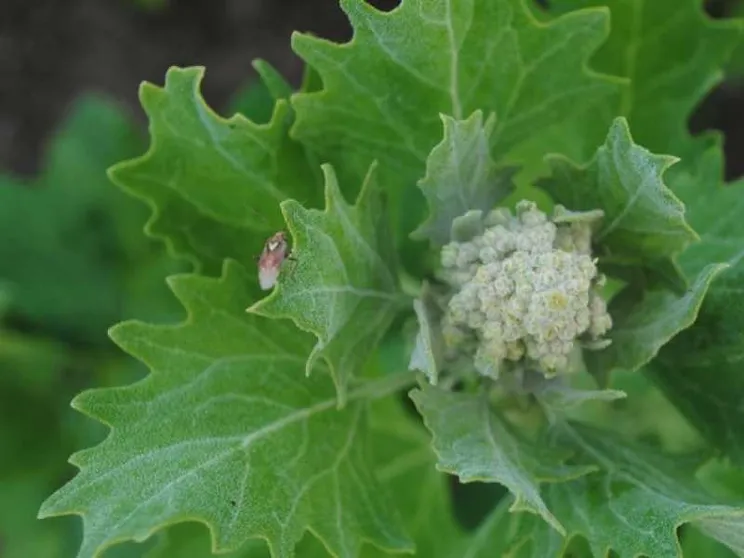 Xylella e le sue molte «sorelle». L'invasione dei parassiti alieni