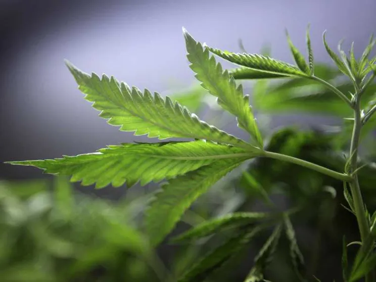 La droga fa male, non dite bugie ai giovani