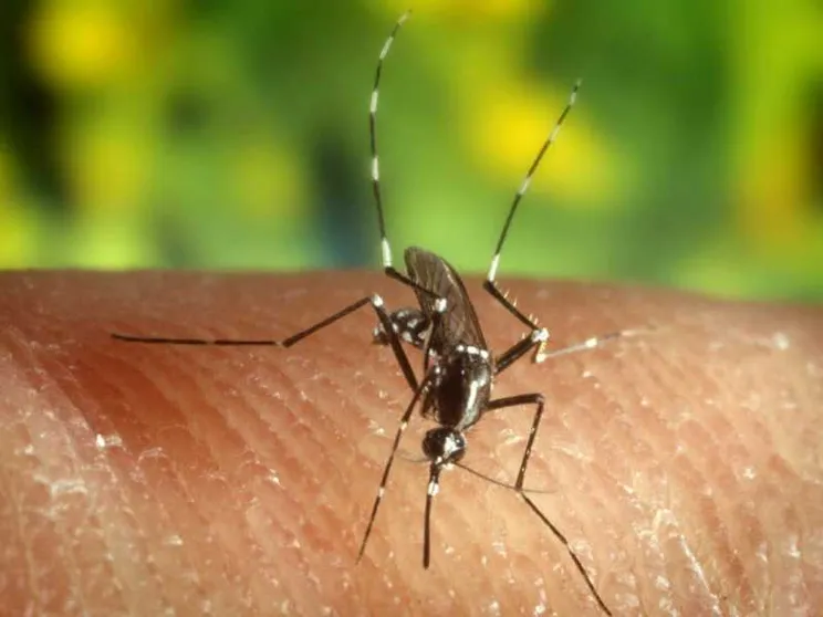 Come si trasmette la malaria? L'Italia è a rischio? Le risposte per capire