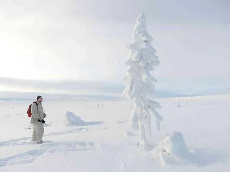 In Svezia l’abete rosso che nacque nell’Era glaciale