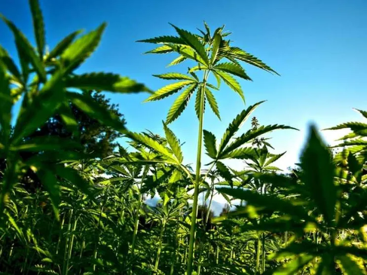 Il boom dei negozi di cannabis legale. I rischi per i giovani