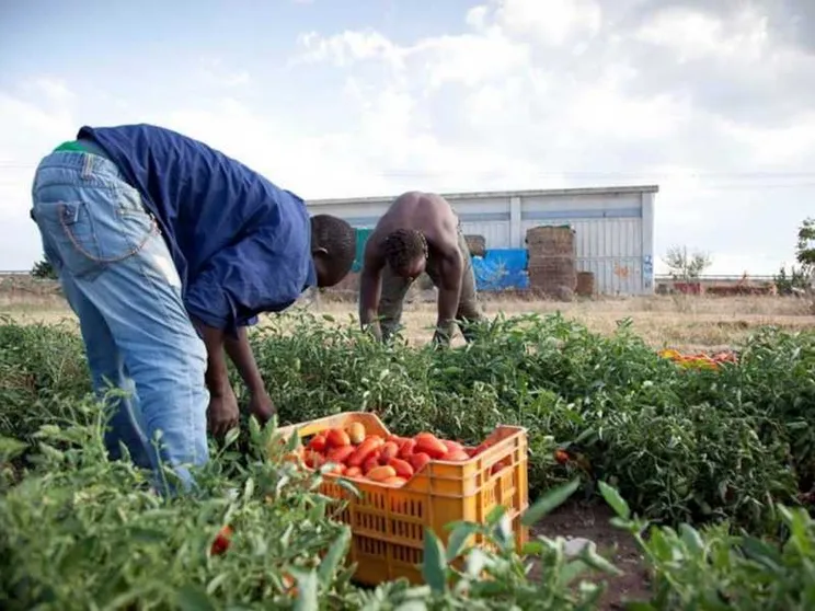 L'Italia dei braccianti schiavi: 3 euro l'ora