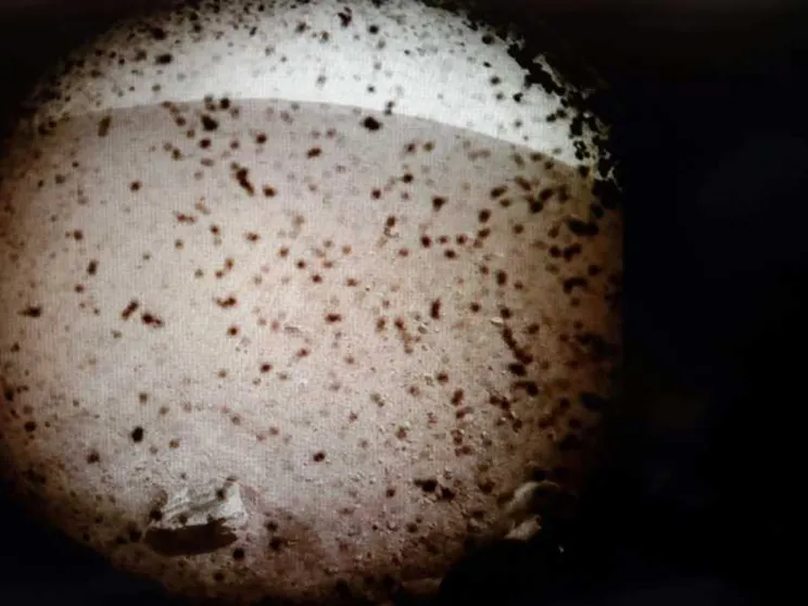 La sonda InSight ce l'ha fatta: è atterrata su Marte (e manda foto)