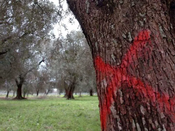 Xylella, ulivi tutti da abbattere. «La Puglia è in ginocchio»