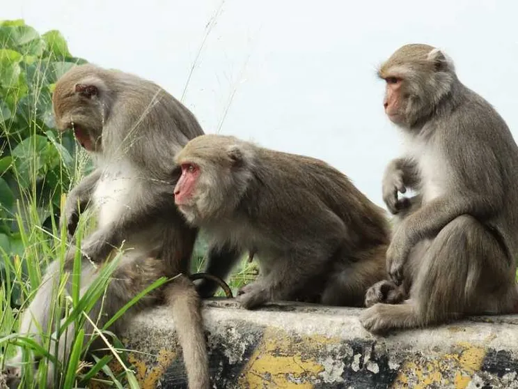 In Cina le scimmie con geni umani. Per studiare il cervello si creano ibridi