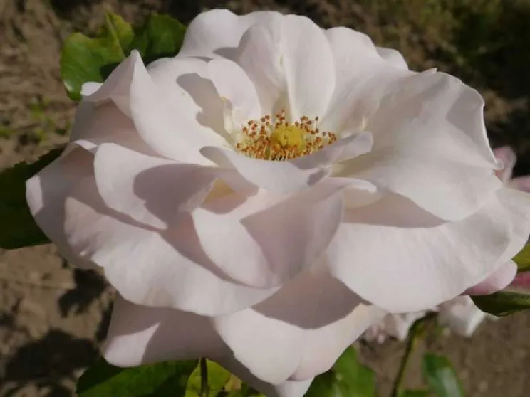 Ecco com'è nata la rosa che si chiama «Papa Francesco»