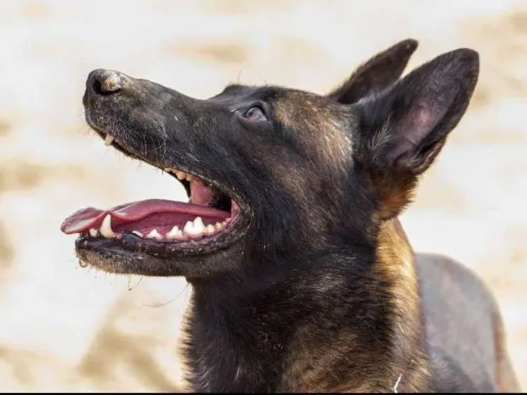 Onori al cane delle forze speciali morto in guerra