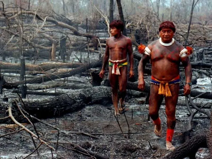 In Brasile la soia si sta mangiando l'Amazzonia
