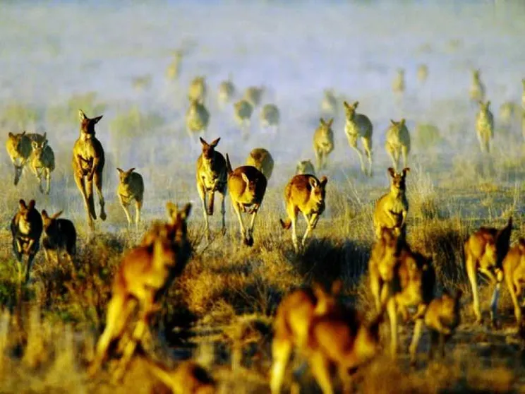 La strage dei canguri in Australia