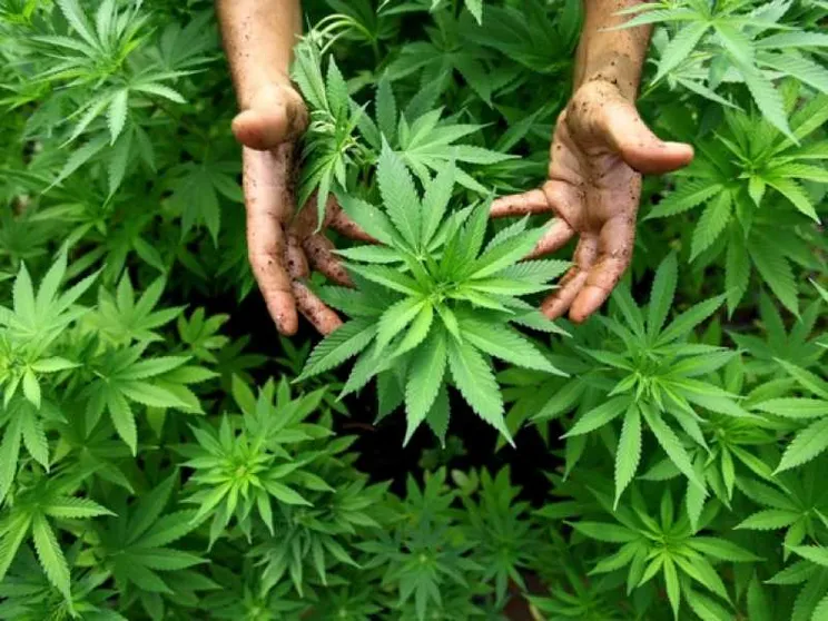Cassazione choc: coltivare cannabis in casa non è (più) reato
