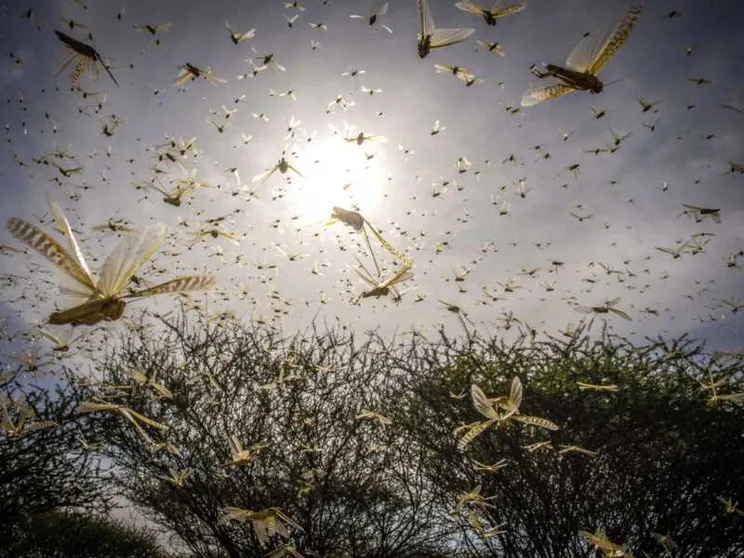 Fao: 200 miliardi di locuste invadono il Corno d'Africa, è emergenza / FOTO