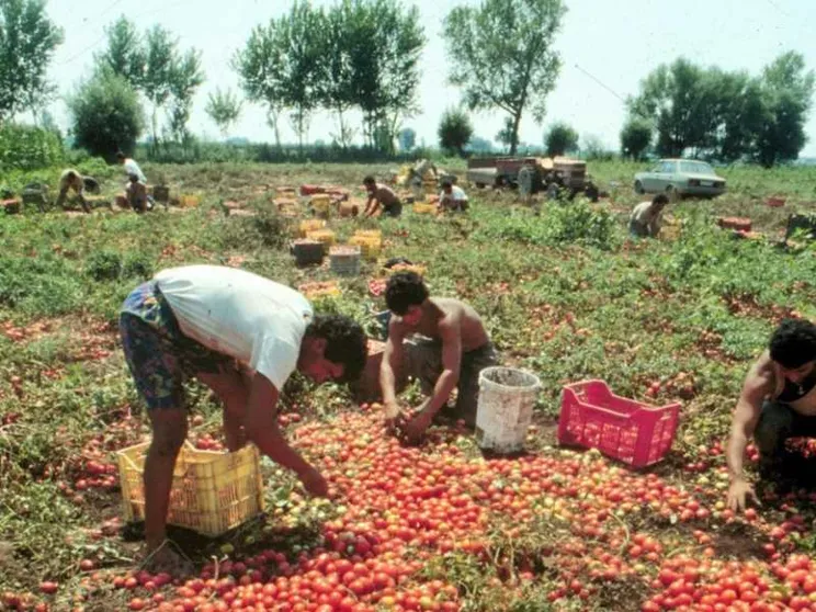 I campi hanno bisogno di stranieri