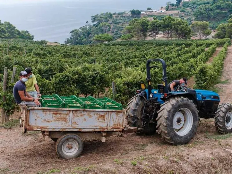 Gorgona, l'isola dove il riscatto è in vigna