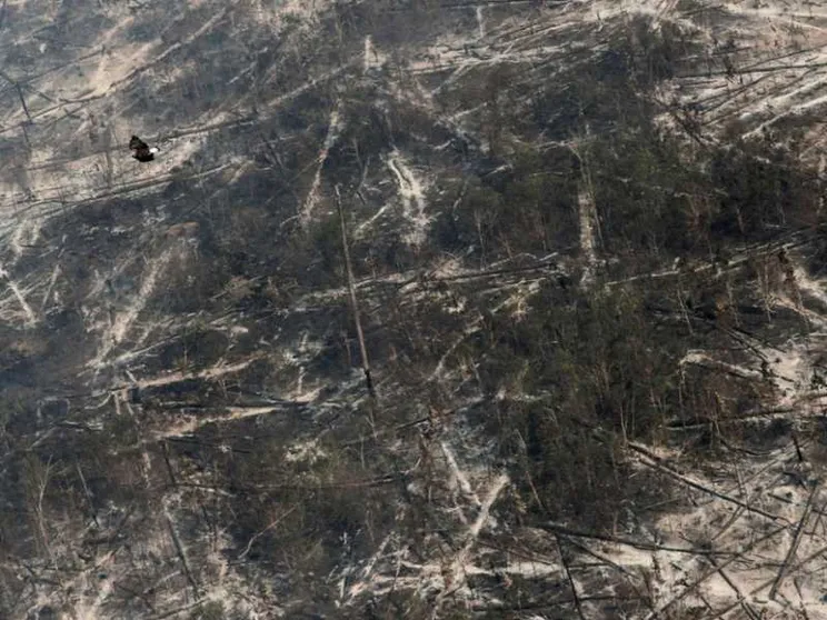 La deforestazione e il Covid si nutrono a vicenda e corrono