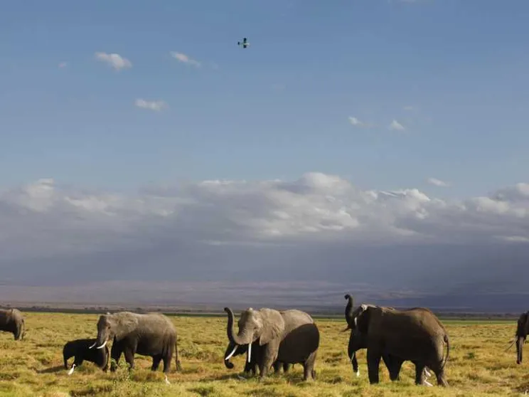 Lo Zimbabwe apre la caccia agli elefanti. «Per le casse dello Stato»