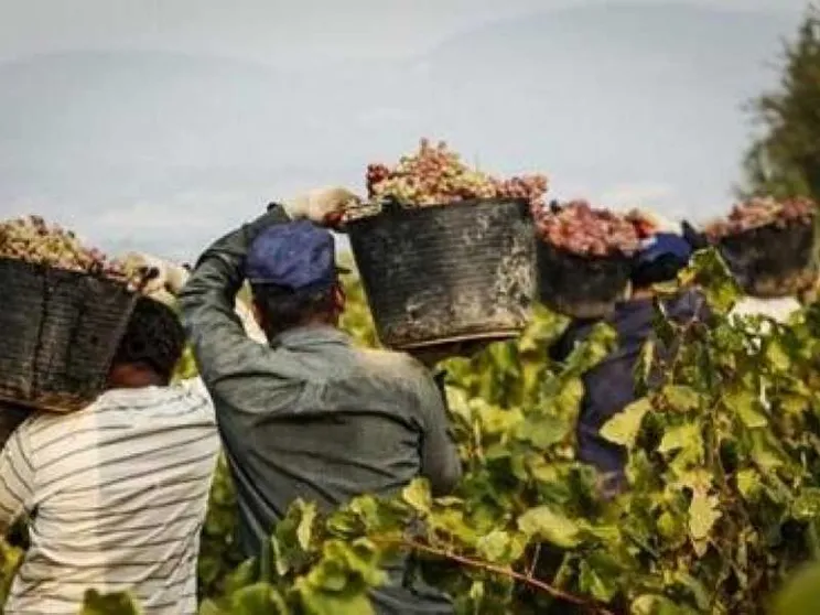 Dopo la morte del bracciante, si continua a lavorare anche nelle ore più calde