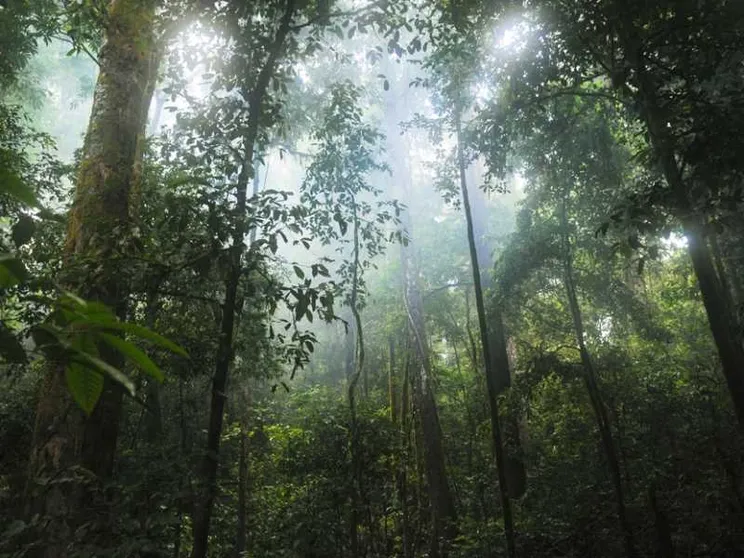 La foresta parla per segni. Come gli uomini?