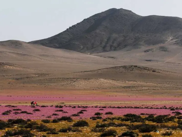 Il cambiamento climatico minaccia le «rose di Atacama»