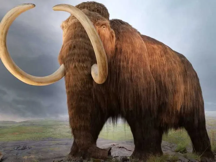 Fu il cambiamento climatico troppo rapido a uccidere i mammut