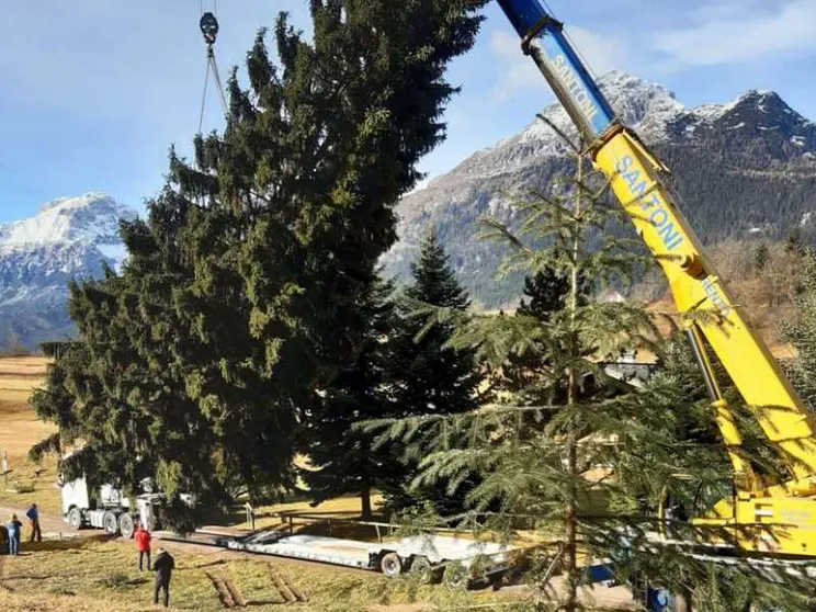 L'albero (113 anni) di Natale di piazza San Pietro arriva da Andalo, Trentino