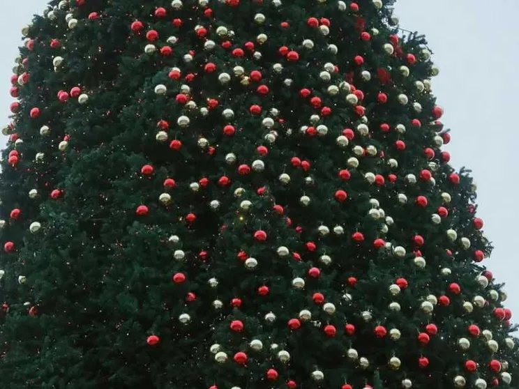 L'albero naturale o artificiale? Il dilemma dei verdi francesi