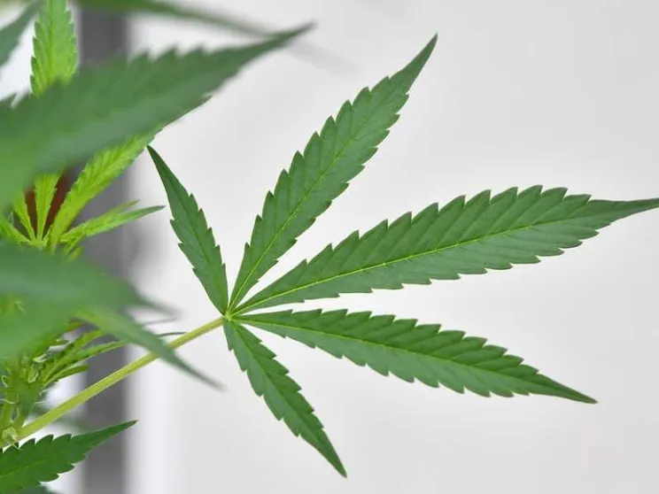Cannabis «legale»? Webinar e Quaderno di Scienza & Vita