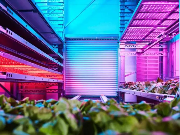 Grazie all'«agricoltura verticale» la terra promette cibo per tutti
