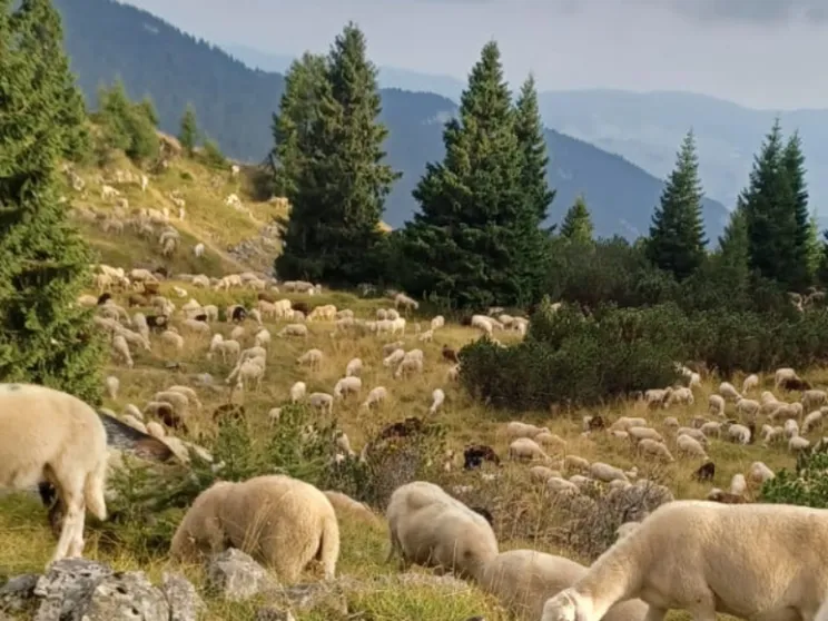 Se il pastore può essere anche un mestiere per giovani