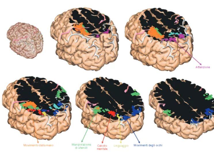 Ora le immagini “catturano” il cervello in funzione