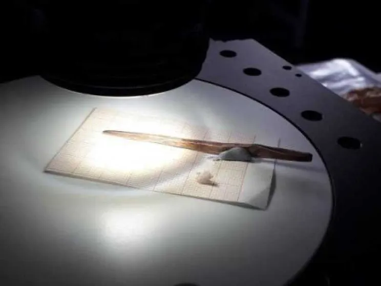 A spasso con Ötzi il tatuato: un'indagine sulla preistoria