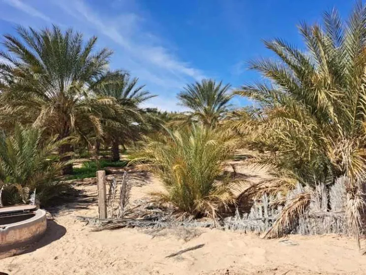 Tunisia, lo sviluppo non è un miraggio: oasi contro la crisi idrica