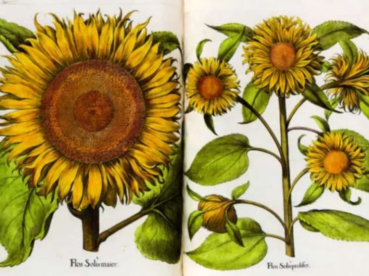 "Rara Herbaria": i semi della scienza fioriti grazie al disegno