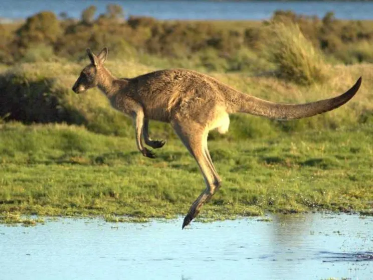 Ecco perché non ci sono canguri fuori dall'Australia