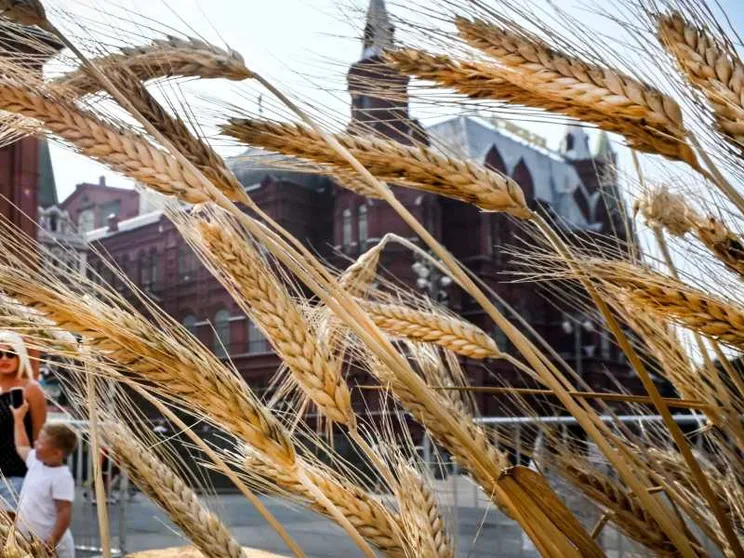 La denuncia di Oxfam: «Ai poveri solo il 3% del grano ucraino»
