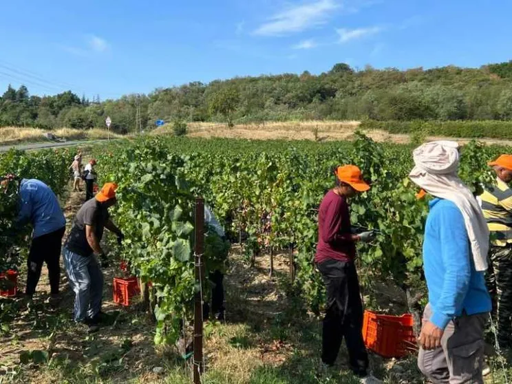 Vendemmia al via: diecimila al lavoro. Nel rispetto dei diritti