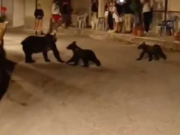 Uccisa a fucilate l'orsa Amarena. Era il simbolo del Parco nazionale