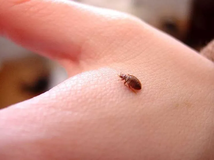 La Francia nell'incubo delle cimici da letto