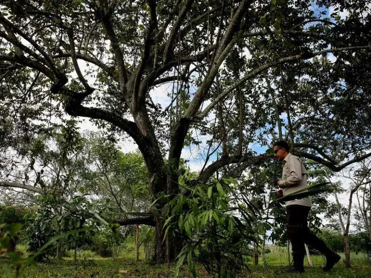 Ambiente, sarà in Colombia la Cop16 sulla biodiversità