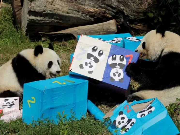 La Cina rilancia la diplomazia dei panda verso gli Usa