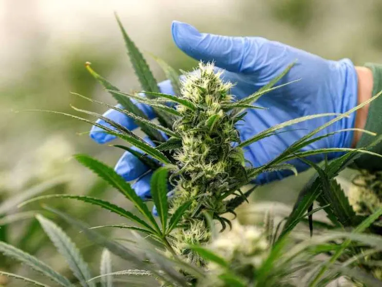 Bangkok fa marcia indietro sulla cannabis